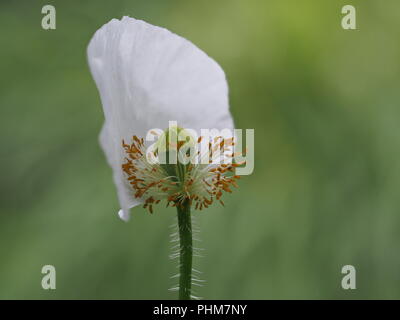 Poppy Papaver 'Bridal Silk' Stock Photo