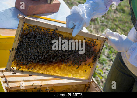 A beekeeper moves frames around inside the bee box Stock Photo