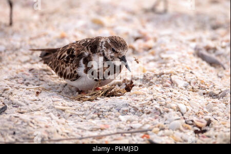 Nesting Ruddy turnstone wading bird Arenaria interpres Stock Photo