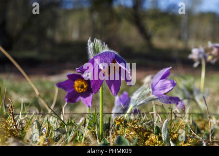 Pasque flowers in bloom on a meadow Stock Photo