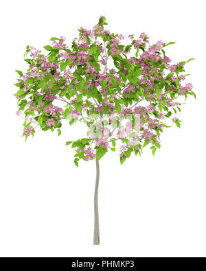 flowering plum tree isolated on white background Stock Photo