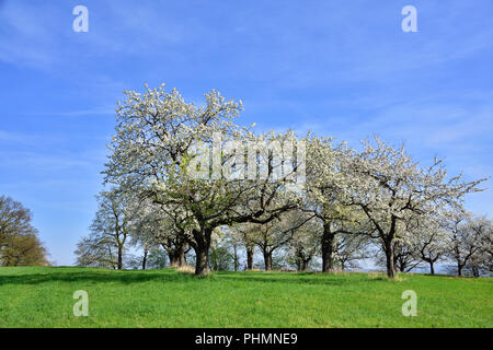 Cherry tree in spring Stock Photo