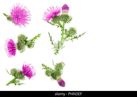 milk thistle flower isolated on white background with copy space for your text. Top view. Flat lay pattern. Stock Photo