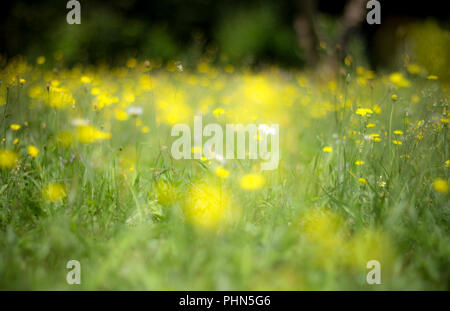 Abstract yellow flowers background with blurred flowers and bokeh Stock Photo