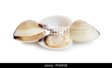 Fresh opened and closed clams Stock Photo