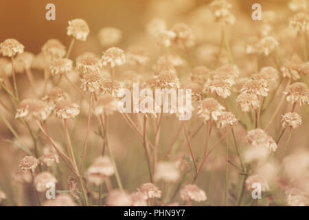 dry chamomile flowers Stock Photo