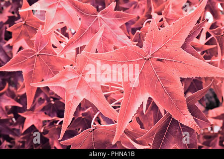 maple leaves colorized Stock Photo