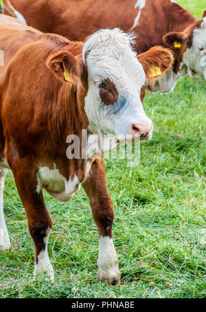 natural looking german cows on a meadow Stock Photo