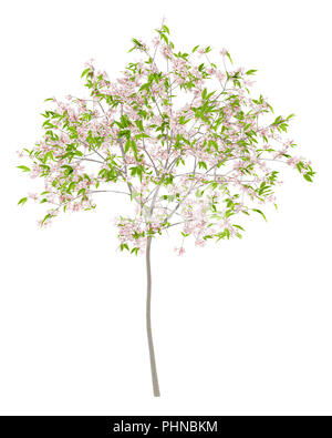 flowering cherry tree isolated on white background Stock Photo