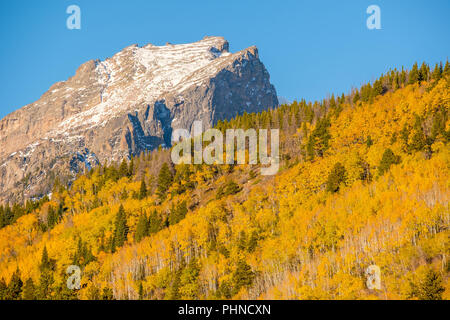 Aspen grove at autumn in Rocky Mountains Stock Photo