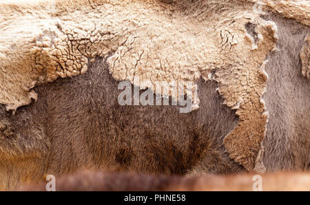 brown bison skin during molting, close-up of an ungulate animal Stock Photo