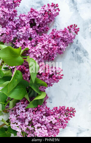 Flowering branches of lilac. Stock Photo