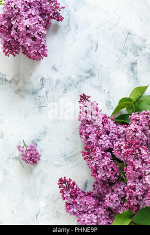 Branches purple lilac with green leaves. Stock Photo