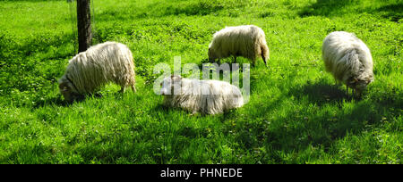 White horned heath on a meadow orchard Stock Photo