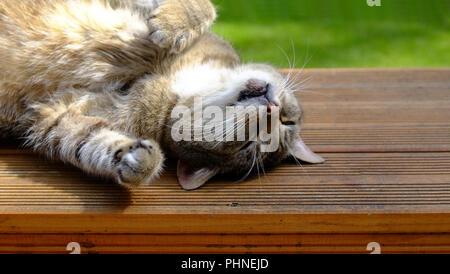Sleeping cat Stock Photo