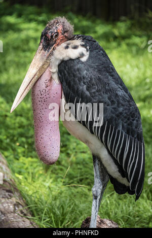 Marabou stork (Leptoptilos crumenifer) at the St. Augustine Alligator Farm and Zoological Park in St. Augustine, Florida. (USA) Stock Photo