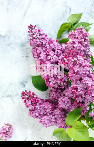 Branch of blossoming lilac flowers. Purple lilac blooms. Shallow depth ...