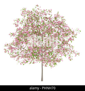 flowering plum tree isolated on white background Stock Photo