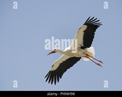 White Stork 'Ciconia ciconia' Stock Photo