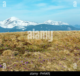 Purple Crocus flowers on spring mountain Stock Photo