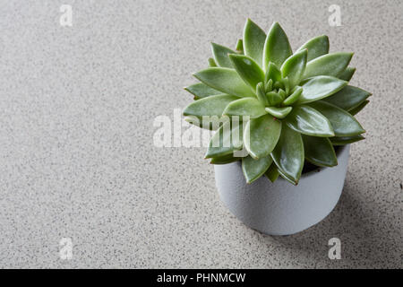 Echeveria plant in a flowerpot on a gray stone background Stock Photo