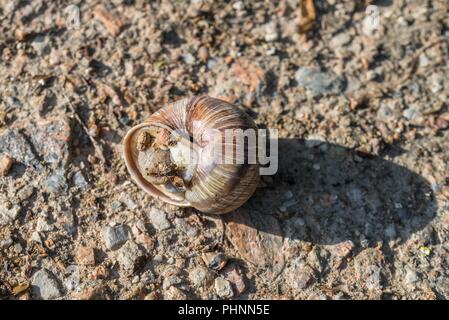 Brown Roman snail on a dirt road Stock Photo