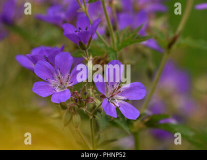 wood cranesbill; woodland geranium; Geranium sylvaticum; Stock Photo