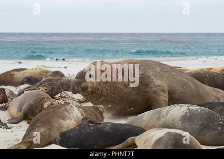 Male Southern Elephant Seal (Mirounga leonina) moving at speed in an attempt to see off a rival male during the breeding season on Sea Lion Island Stock Photo