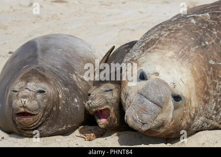 Smaller of three Southern Elephant Seal (Mirounga leonina) getting squashed during the breeding season on Sealion Island in the Falkland Islands. Stock Photo