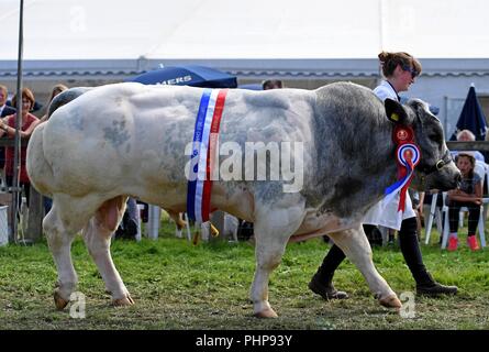 Dorset, UK. 02nd Sep, 2018. Dorset County Show, Grand Parade of cattle Credit: Finnbarr Webster/Alamy Live News Stock Photo