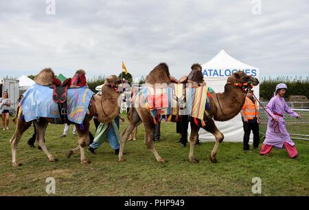 Dorset, UK. 02nd Sep, 2018. Dorset County Show, Joseph's Amazing Camels enter the main ring Credit: Finnbarr Webster/Alamy Live News Stock Photo