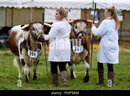 Dorset, UK. 02nd Sep, 2018. Dorset County Show, Longhorn cattle during judging Credit: Finnbarr Webster/Alamy Live News Stock Photo