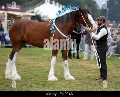 Dorset, UK. 02nd Sep, 2018. Dorset County Show, Heavy horse Credit: Finnbarr Webster/Alamy Live News Stock Photo
