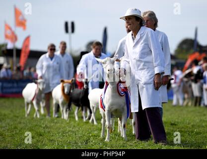 Dorset, UK. 02nd Sep, 2018. Dorset County Show, Grand Parade of goats Credit: Finnbarr Webster/Alamy Live News Stock Photo