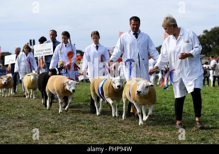 Dorset, UK. 02nd Sep, 2018. Dorset County Show, Grand Parade of sheep Credit: Finnbarr Webster/Alamy Live News Stock Photo