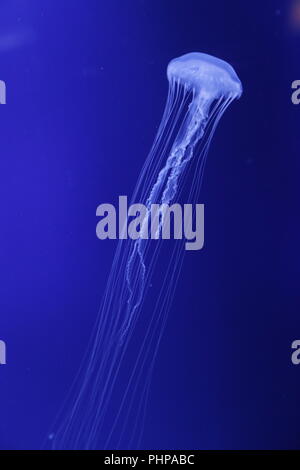 Jellyfish in clear blue water Stock Photo - Alamy