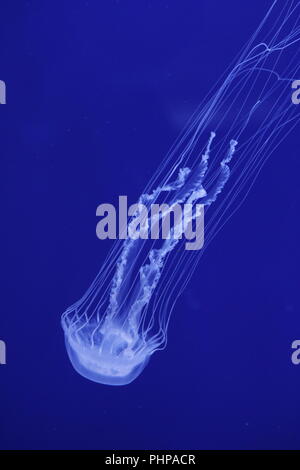 jellyfish in blue aquarium Stock Photo