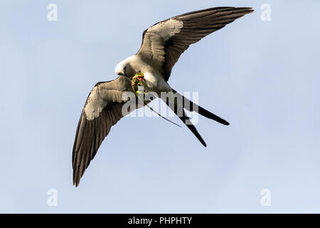 Flying swallow-tailed kite Elanoides forficatus with a Cuban knight anole Stock Photo
