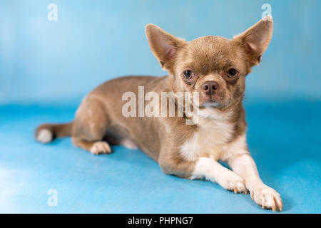 Old tired Cute Chihuahua Dog breed. Blue background Stock Photo