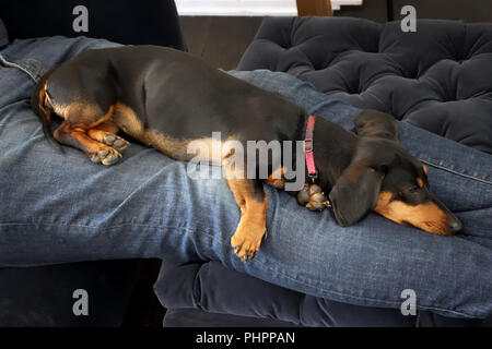 Dachshund or Sausage Dog sleeping on a sofa bed Stock Photo