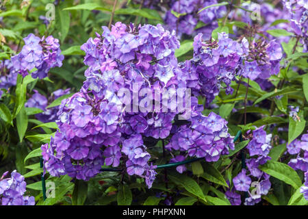 Garden Phlox paniculata ' Blue Paradise ' Stock Photo