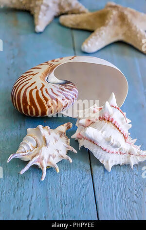 A collection of Seashells on a  blue  wooden surface.  Stock Image. Stock Photo