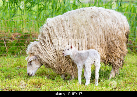 White sheep with newborn lamb in meadow Stock Photo