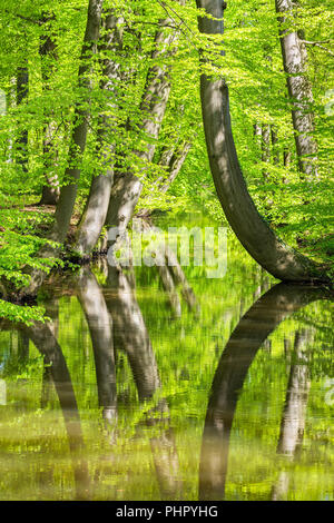 Beech tree trunks with stream in spring forest Stock Photo