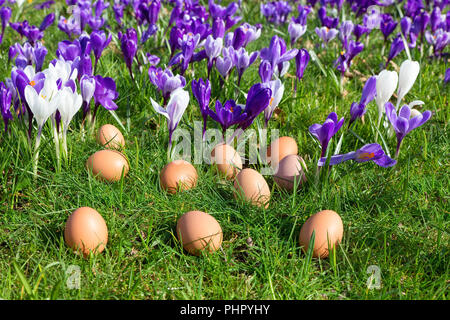 Loose eggs on grass with blooming crocuses Stock Photo