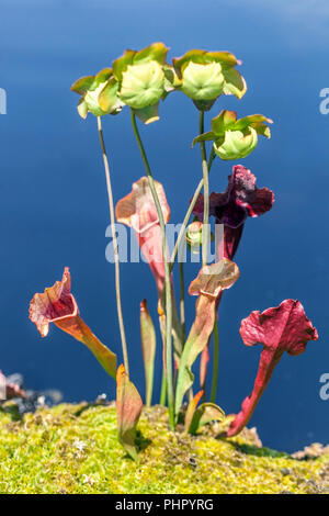 Sweet Pitcher Plant, Sarracenia rubra Stock Photo