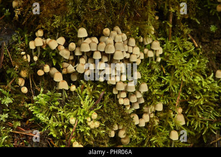 milk-drop mycena; milk-drop mycena; Stock Photo