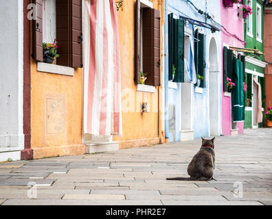 Cat in Burano Stock Photo