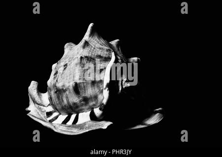 marine snail on black background Stock Photo