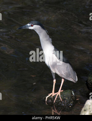 Black-Crowned Night-Heron bird in its environment. Stock Photo
